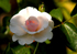 Rose - Peace 2