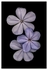 Flowers - Studio Series-10