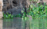 Jaguar swimming in the Paraguay river