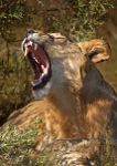 Lioness