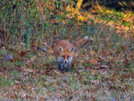 Red Fox
