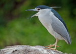 Black Crowned Night Heron