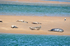 Common Seals