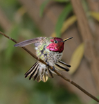 Male Anna's spreading wings