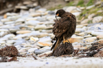 Striated Caracara preening, Carcass Island, Falklands