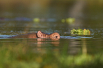 Submerged Hippo