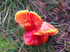 Scarlet / Splendid waxcap