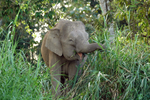 Bornean pygmy elephant having a laugh...