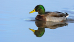 Mallard