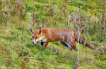 Red Fox - Vulpes vulpes