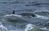 Bottlenose Dolphin