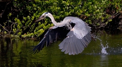 Great Blue Heron _0061