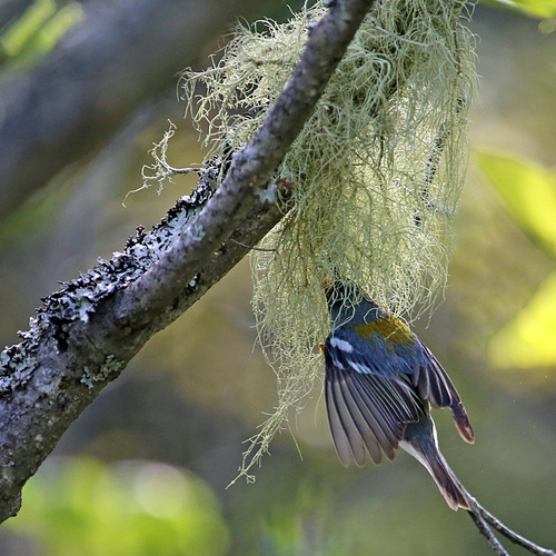 A Northern Parula is caught stealing a whisker or two of old man's beard. This lichen is an important nest building m…