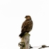 Buzzard