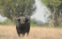 A buffalo and candelabra.