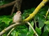 Tree Sparrow