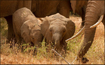 Young elephants