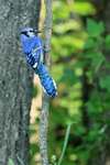 Blue Jay portfolio