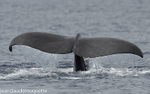 The tail of a sperm whale