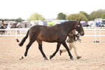 Class 405 - IH Show Cob portfolio