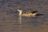 Crested Duck, side view, Chile