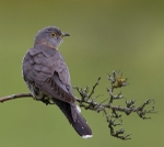 Female Cuckoo