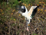 Wood Stork takes off, Wakodahatchee Wetlands, Florida