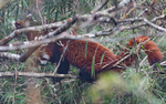 Red Panda