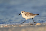 Sanderling running fast, Fort De Soto, Florida