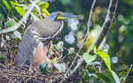 Tiger Heron Costa Rica