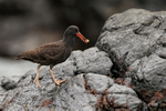 Blackish Oystercatcher (juvenile) with food, Chanaral Island, Chile
