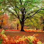 Autumn, New Forest EDC003