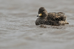 Yellow-billed Teal, side view, Sea Lion Island, Falklands