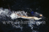 Free Swimming Sailfish.
