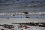 Bar-tailed Godwit