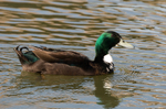 Indian Runner Duck
