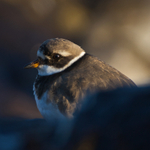 Ringed Plover