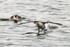 Slavonian Grebe takes off when approached by a Great Crested Grebe