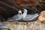 Kittiwakes
