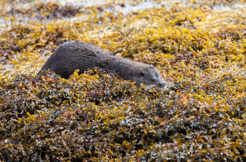 Eurasian Otter - Isle of Mull - Scotland