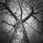 Looking Up #2 (Pinhole square format)