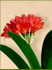 Clivia miniata Red