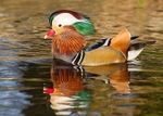 Mandarin Duck 1