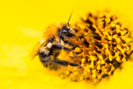 Macro portfolio