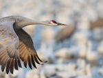 Sandhill Crane flying close-up, Bosque del Apache, New Mexico