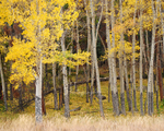Seasons Change At Timbers Edge