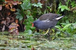 Moorhen