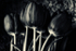 Tulips Mono