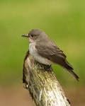 20110613-IMG_5751