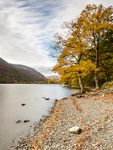 Lakeside trees, Buttermere (1)